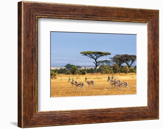 Gazelles Amboseli Kenya Africa-null-Framed Art Print