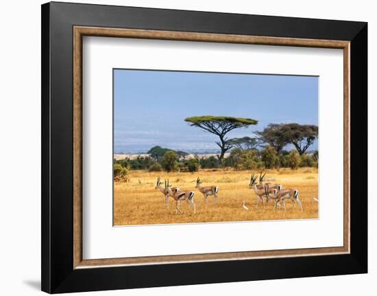 Gazelles Amboseli Kenya Africa--Framed Art Print