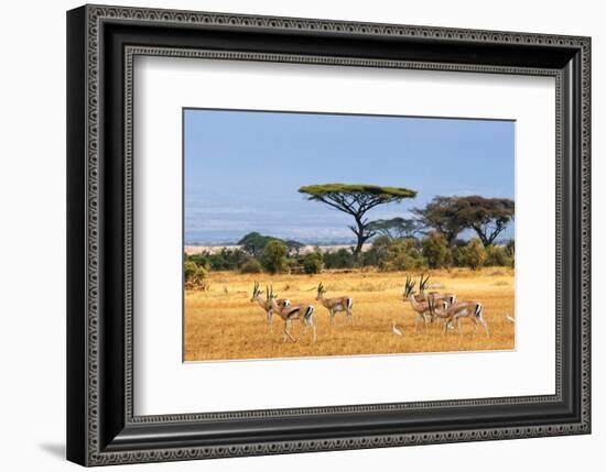 Gazelles Amboseli Kenya Africa-null-Framed Art Print