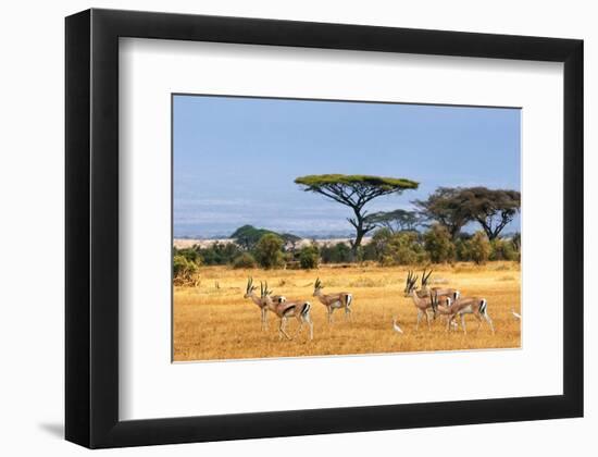 Gazelles Amboseli Kenya Africa-null-Framed Art Print