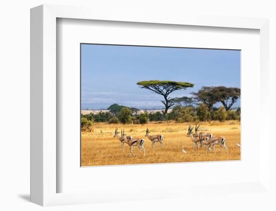 Gazelles Amboseli Kenya Africa-null-Framed Art Print