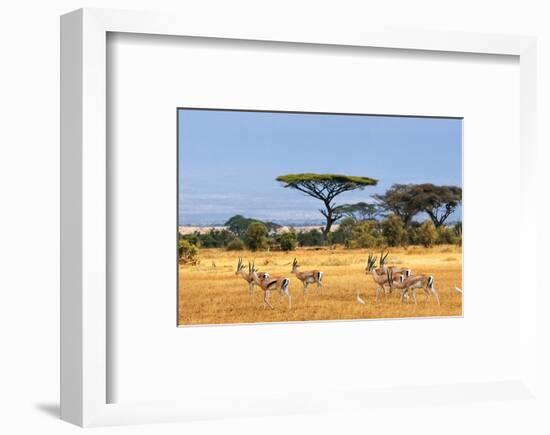 Gazelles Amboseli Kenya Africa-null-Framed Art Print