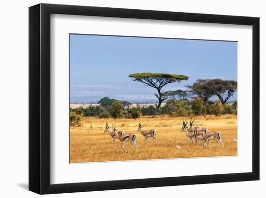 Gazelles Amboseli Kenya Africa-null-Framed Art Print