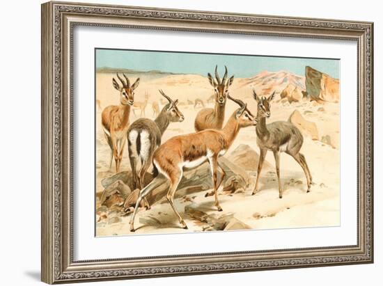 Gazelles-F.W. Kuhnert-Framed Art Print