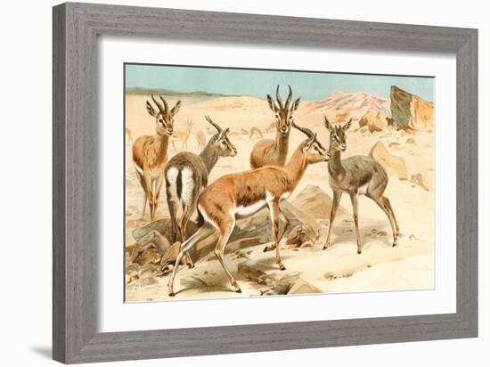 Gazelles-F.W. Kuhnert-Framed Art Print