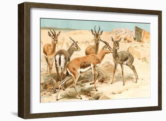 Gazelles-F.W. Kuhnert-Framed Art Print