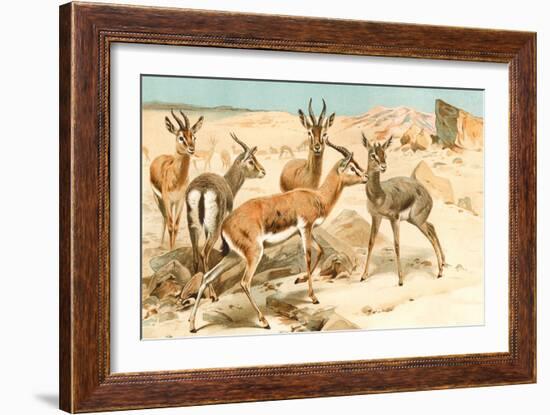 Gazelles-F.W. Kuhnert-Framed Art Print