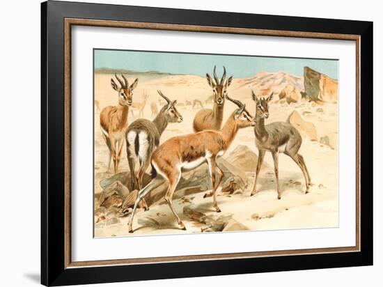 Gazelles-F.W. Kuhnert-Framed Art Print