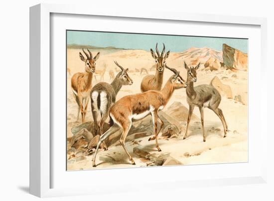 Gazelles-F.W. Kuhnert-Framed Art Print