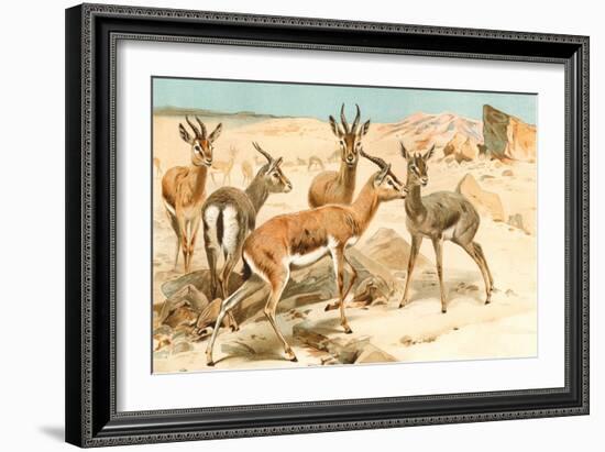 Gazelles-F.W. Kuhnert-Framed Art Print