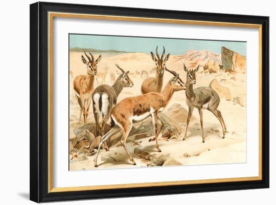 Gazelles-F.W. Kuhnert-Framed Art Print