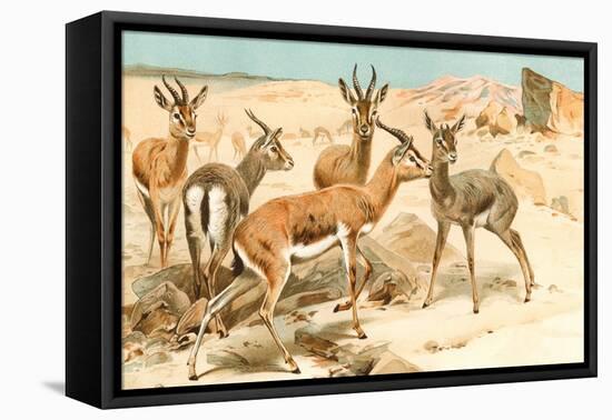 Gazelles-F.W. Kuhnert-Framed Stretched Canvas