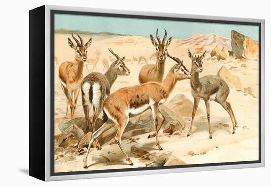 Gazelles-F.W. Kuhnert-Framed Stretched Canvas