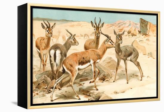 Gazelles-F.W. Kuhnert-Framed Stretched Canvas