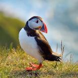 Puffin Standing On Grassy Cliff-geanina bechea-Framed Photographic Print