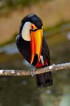 Puffin Standing On Grassy Cliff-geanina bechea-Photographic Print