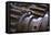 Gears I-Brian Moore-Framed Premier Image Canvas