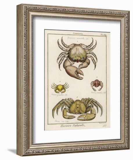 Gecarcinus Anisochele and Other Crabs-Benard-Framed Photographic Print