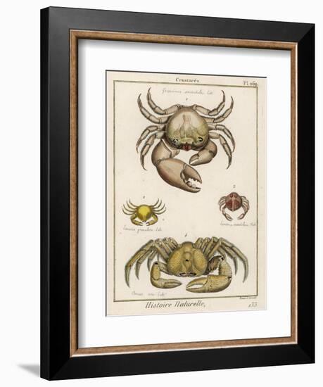 Gecarcinus Anisochele and Other Crabs-Benard-Framed Photographic Print