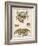 Gecarcinus Anisochele and Other Crabs-Benard-Framed Photographic Print