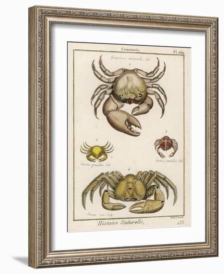 Gecarcinus Anisochele and Other Crabs-Benard-Framed Photographic Print