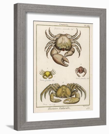 Gecarcinus Anisochele and Other Crabs-Benard-Framed Photographic Print