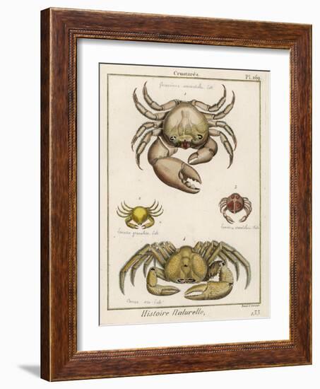 Gecarcinus Anisochele and Other Crabs-Benard-Framed Photographic Print