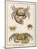 Gecarcinus Anisochele and Other Crabs-Benard-Mounted Photographic Print
