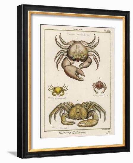 Gecarcinus Anisochele and Other Crabs-Benard-Framed Photographic Print