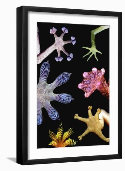 Gecko Feet Diversity-Paul Stewart-Framed Photographic Print