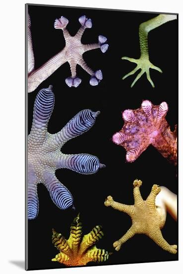 Gecko Feet Diversity-Paul Stewart-Mounted Photographic Print