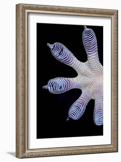 Gecko Foot Showing Adhesive Lamellae-Paul Stewart-Framed Photographic Print