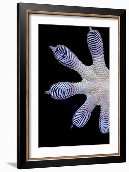 Gecko Foot Showing Adhesive Lamellae-Paul Stewart-Framed Photographic Print