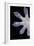 Gecko Foot Showing Adhesive Lamellae-Paul Stewart-Framed Photographic Print
