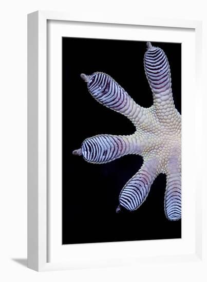 Gecko Foot Showing Adhesive Lamellae-Paul Stewart-Framed Photographic Print