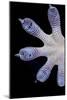 Gecko Foot Showing Adhesive Lamellae-Paul Stewart-Mounted Photographic Print