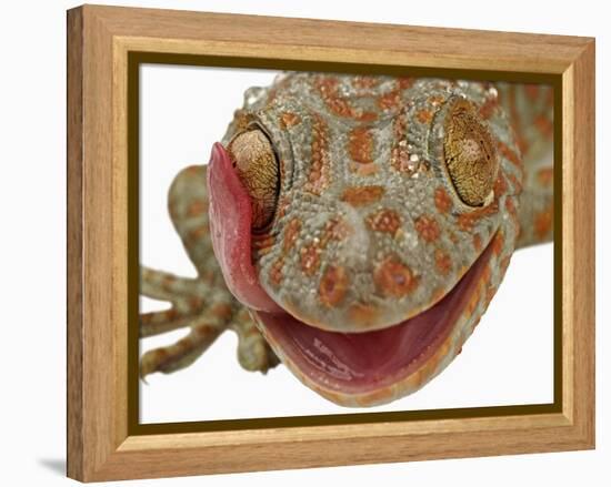 Gecko Licking Eye-Martin Harvey-Framed Premier Image Canvas