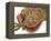 Gecko Licking Eye-Martin Harvey-Framed Premier Image Canvas