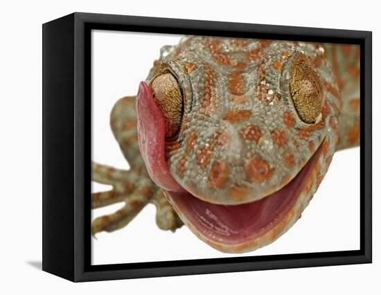 Gecko Licking Eye-Martin Harvey-Framed Premier Image Canvas