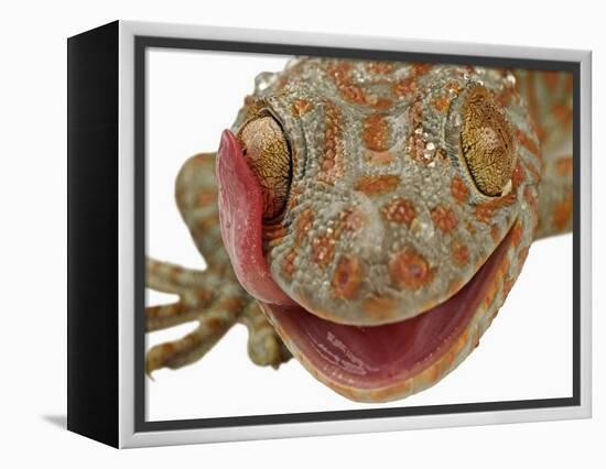 Gecko Licking Eye-Martin Harvey-Framed Premier Image Canvas