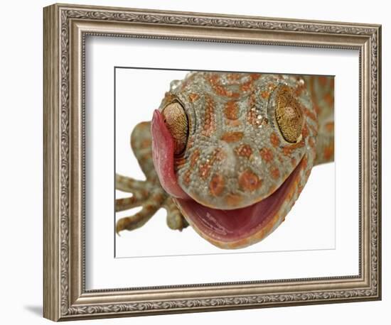 Gecko Licking Eye-Martin Harvey-Framed Photographic Print