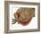 Gecko Licking Eye-Martin Harvey-Framed Photographic Print