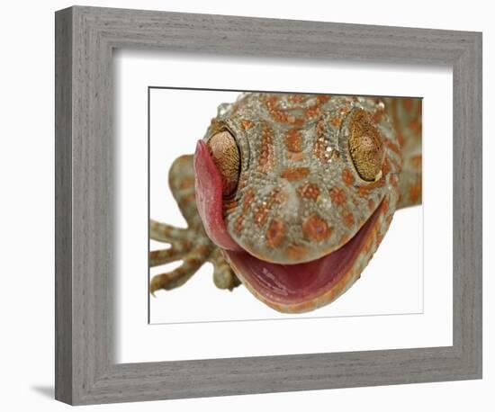 Gecko Licking Eye-Martin Harvey-Framed Photographic Print