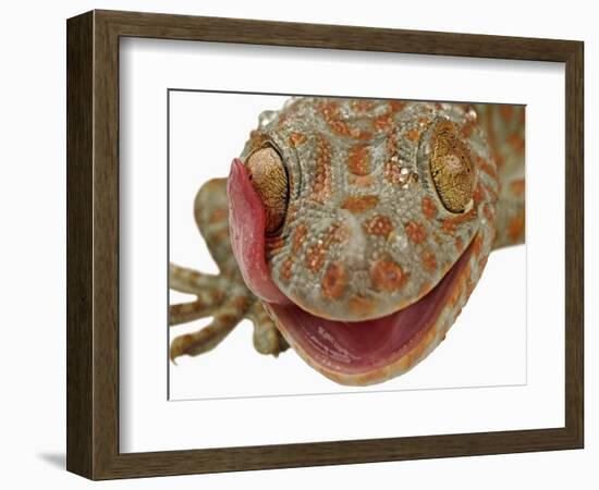 Gecko Licking Eye-Martin Harvey-Framed Photographic Print