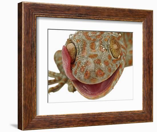 Gecko Licking Eye-Martin Harvey-Framed Photographic Print