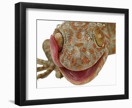 Gecko Licking Eye-Martin Harvey-Framed Photographic Print