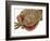 Gecko Licking Eye-Martin Harvey-Framed Photographic Print