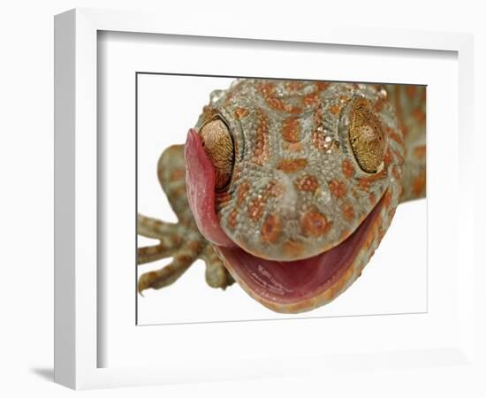 Gecko Licking Eye-Martin Harvey-Framed Photographic Print