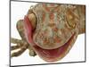 Gecko Licking Eye-Martin Harvey-Mounted Photographic Print