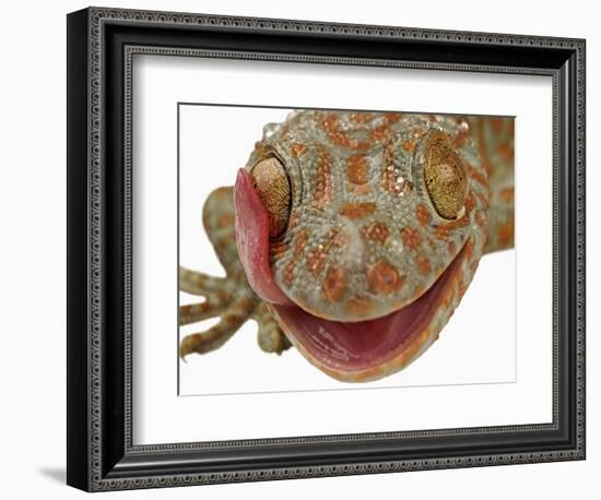 Gecko Licking Eye-Martin Harvey-Framed Photographic Print